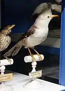 Dark bird with white head and long, slender, curved beak