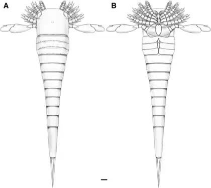 Reconstruction of Hoplitaspis hiawathai with ventral view (B) showing appendicular structures.