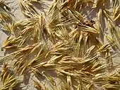 Hordeum pusillum, 'little barley