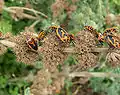 Horehound bugs