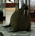 Canadian walrus