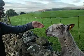 Sheep in Horton in Ribblesdale