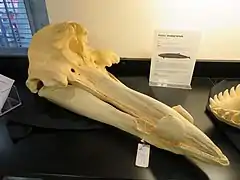 Hubbs' beaked whale skull