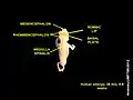Medulla spinalis of 8-week-old human embryo