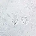 Dog tracks in snow.