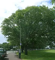 Wind-pruned 'Vegeta', Southsea Common, 2007