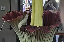 Gigantic green and red flower with a crowd of people looking at it.