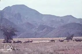 Mountains rise up above a desert plain, sparsely populated trees. Horned animals are at the foreground along a trail.