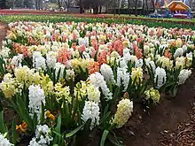 Hyacinth cultivars in Floriade, Canberra