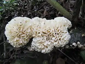 Flabelliform: Hydnopolyporus palmatus