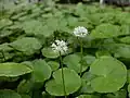 Flowering Hydrocotyle leucocephala