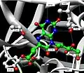 Hydrogen bonding between substrate and enzyme at the C-terminal domain.