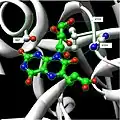 Hydrogen bonding between substrate and enzyme at the N-terminal domain.