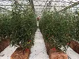 Hybrid tomatoes growth by hydroponic methods on straw bales