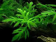 Hygrophila difformis