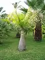 Hyophorbe lagenicaulis is known as the "bottle palm" as it trunks swells from near the base, into a bottle shape.