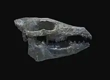 Hyotherium major skull