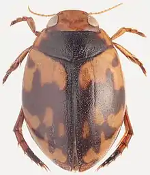 Hyphydrus pictus from the United Arab Emirates