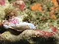 Hypselodoris bennetti