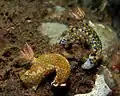 Hypselodoris kanga at Tulamben, Bali, 2011