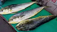 Mahi-mahi in a fish market