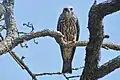 A juvenile in Oklahoma, USA