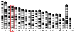 Chromosome 4 (mouse)