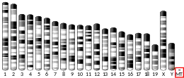 Mitochondrial DNA (mouse)