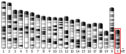 Y chromosome (mouse)