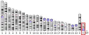 Y chromosome (human)