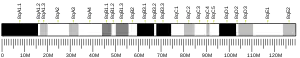 Chromosome 8 (mouse)