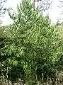 Ilex chinensis