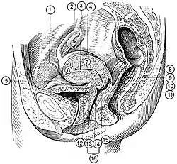 Illu female pelvis