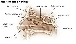 Nose and nasal