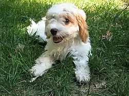 Image 57Cavapoo puppy  (from Puppy)