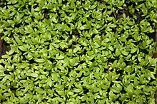 Young Lepidium sativum seedlings