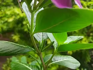 Immature fruits of Madagascar periwinkle