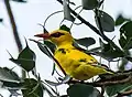 Golden oriole