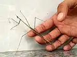 Indian Stick Mantis Size