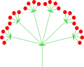 Compound (double) umbel