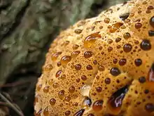 A photograph showing a close-up view of the fruit body of the fungus and liquid oozing from tubes in its upper surface