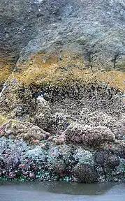 Photo of partially submerged rock showing horizontal bands of different color and texture, where each band represents a different fraction of time spent submerged.