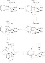 Intradiol Ring Cleavage