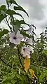 Flowers in Ranchi, India