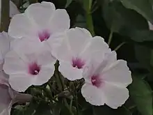 Ipomoea carnea flowers