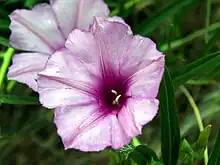 a picture of the Ipomoea leptophylla flower