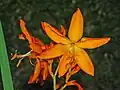 Flower of Crocosmia aurea