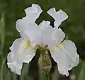 Iris Germanica 'Brother Carl'