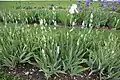 Iris Germanica 'White Tower'