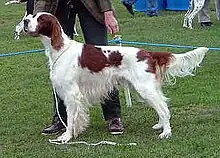 Irish Setter red and white due to the Piebald gene